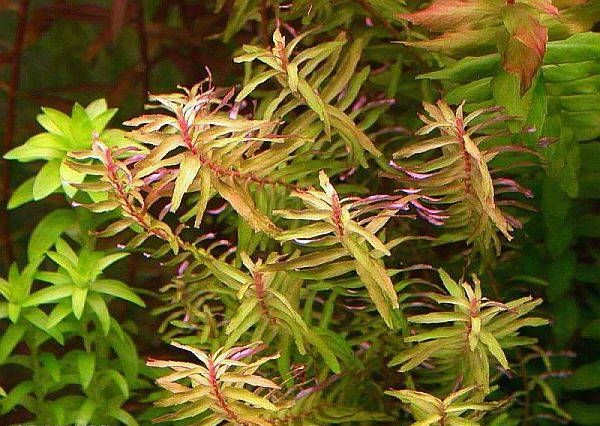 Rotala macrandra 'Green Narrow Leaf'