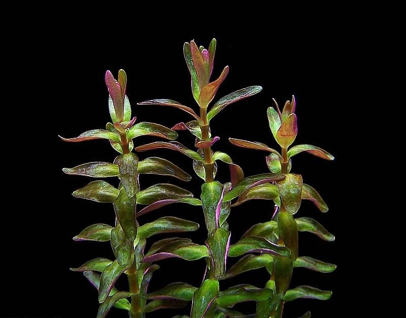 Rotala macrandra 'Mini Type 2'