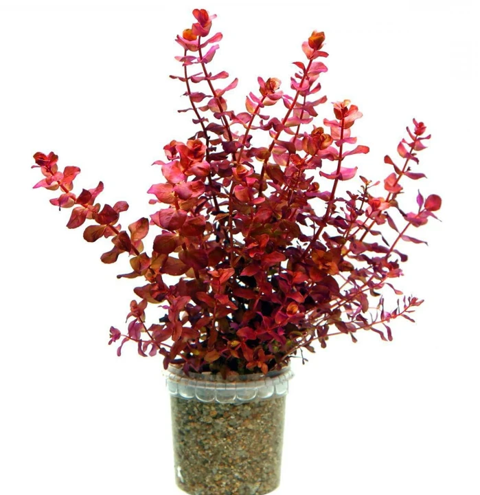 Rotala macrandra 'Mini Type 4'