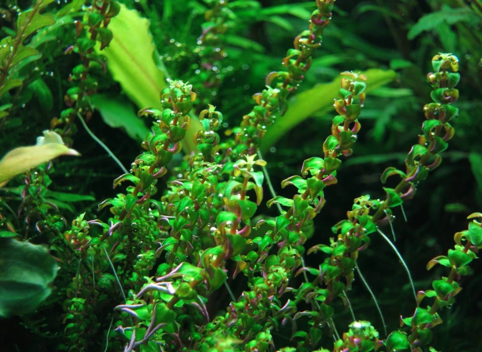 Rotala macrandra 'Pearl'