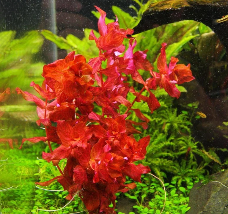 Rotala macrandra 'Variegated'