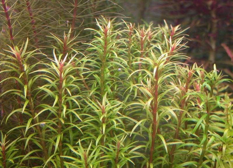 Rotala mexicana "Araguaia"