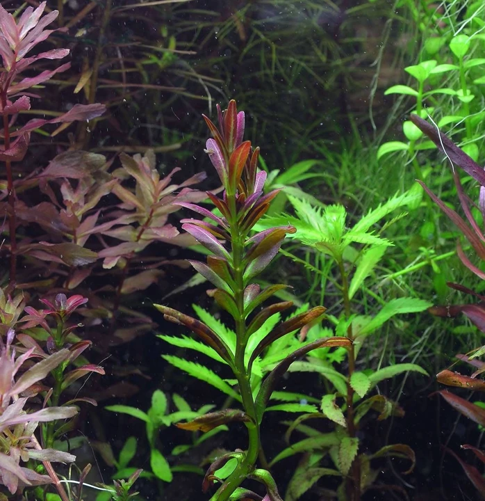 Rotala ramosior "Sunset"