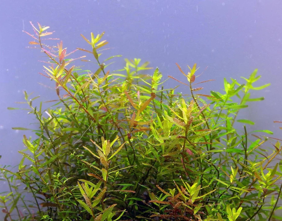 Rotala rotundifolia 'Ceylon'
