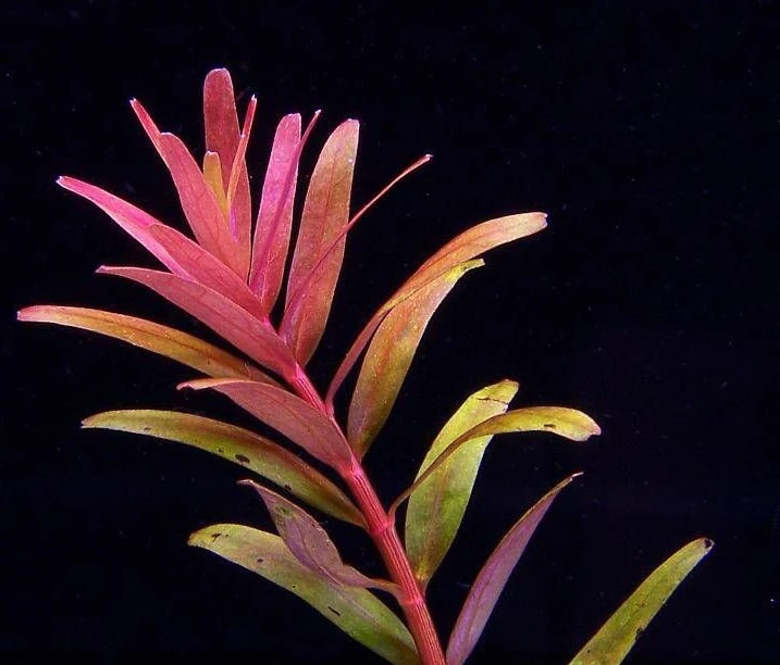 Rotala rotundifolia 'Colorata'