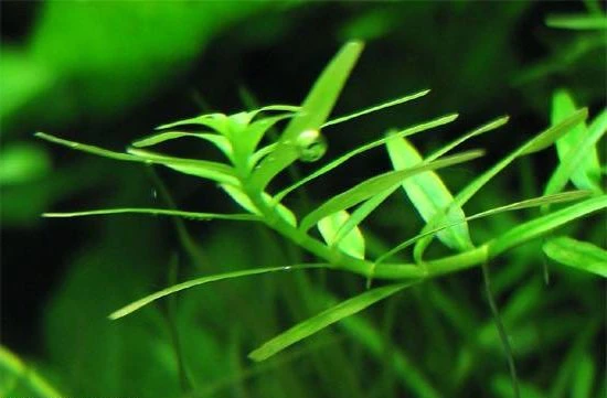 Rotala rotundifolia 'Green'