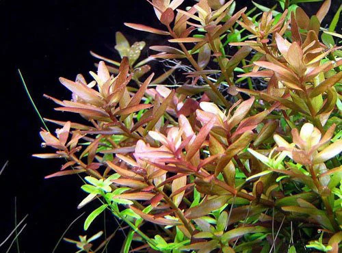 Rotala rotundifolia