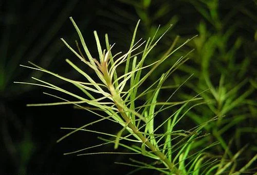 Rotala sp. ''Nanjenshan''