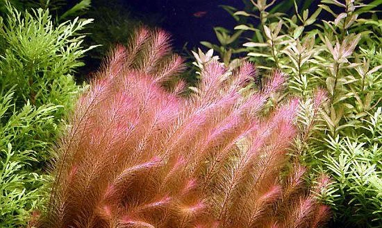 Rotala wallichii