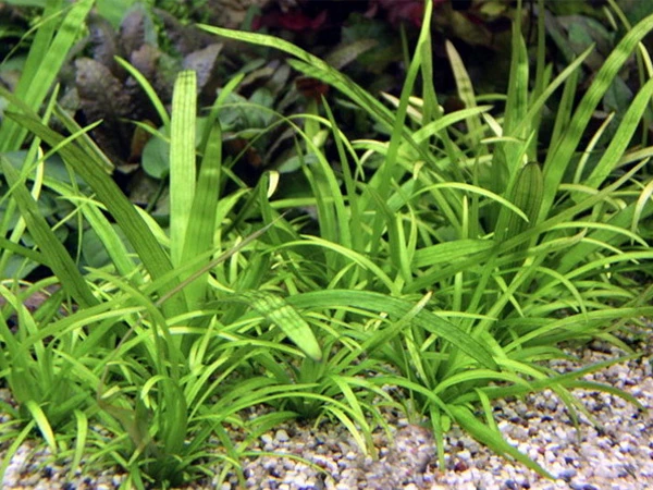 Sagittaria platyphylla