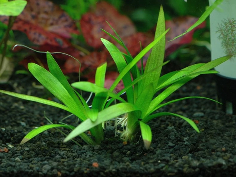 Sagittaria platyphylla