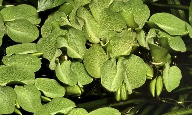 Salvinia auriculata agg.