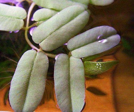 Salvinia oblongifolia