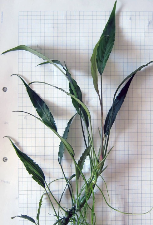 Schismatoglottis roseospatha