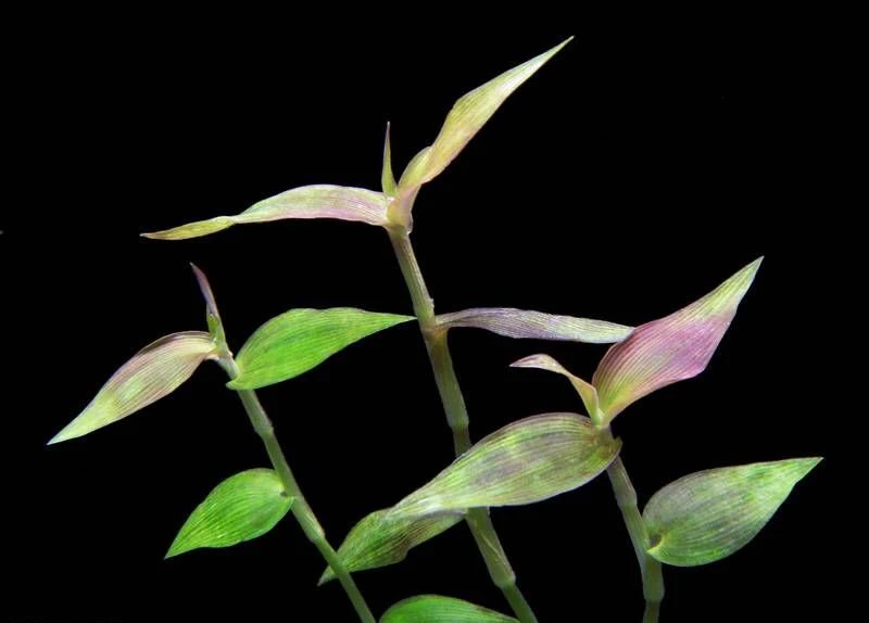 Sphaerocaryum malaccense