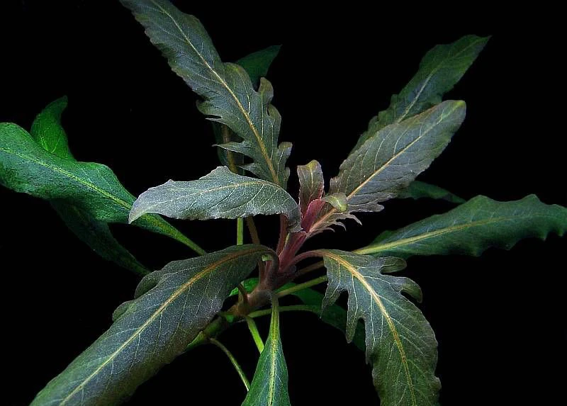 Staurogyne sp. "Bihar"