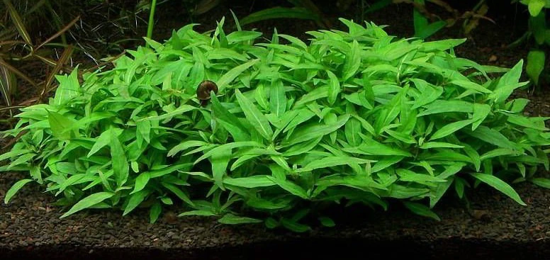 Staurogyne sp. "Porto Velho"