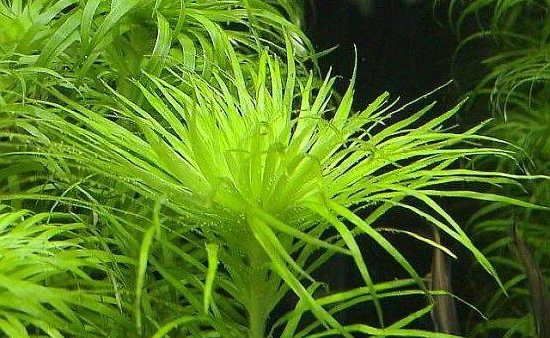 Syngonanthus cf. inundatus