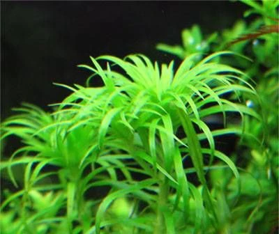 Syngonanthus macrocaulon