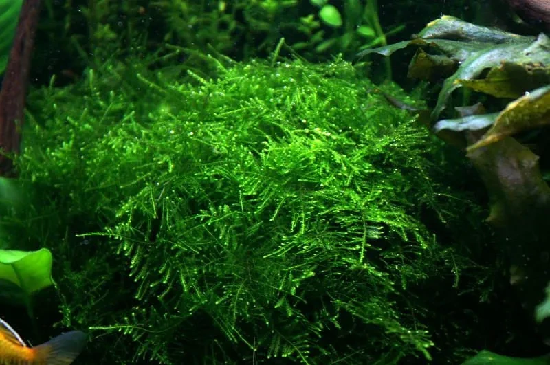 Taxiphyllum alternans "Taiwan Moss"