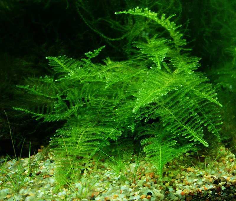 Taxiphyllum alternans "Taiwan Moss"
