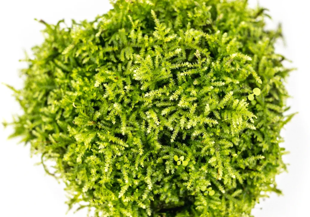 Taxiphyllum barbieri