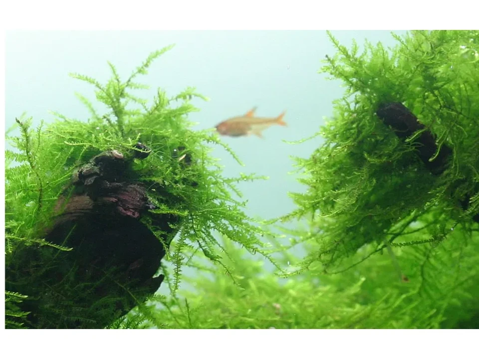 Taxiphyllum barbieri