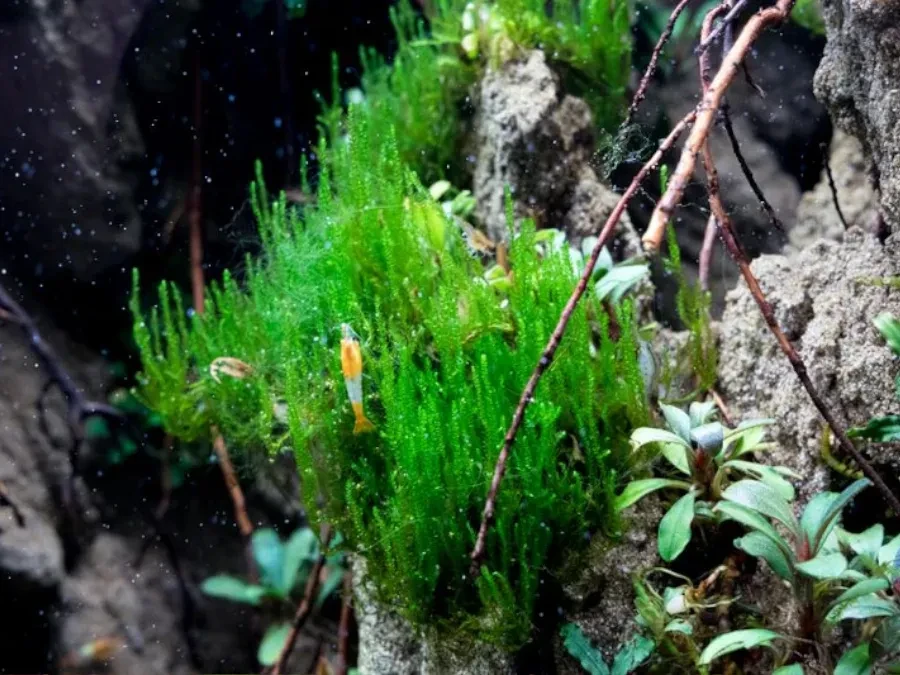 Taxiphyllum sp. "Flame Moss"