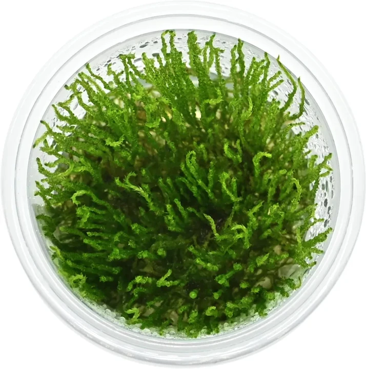 Taxiphyllum sp. "Flame Moss"