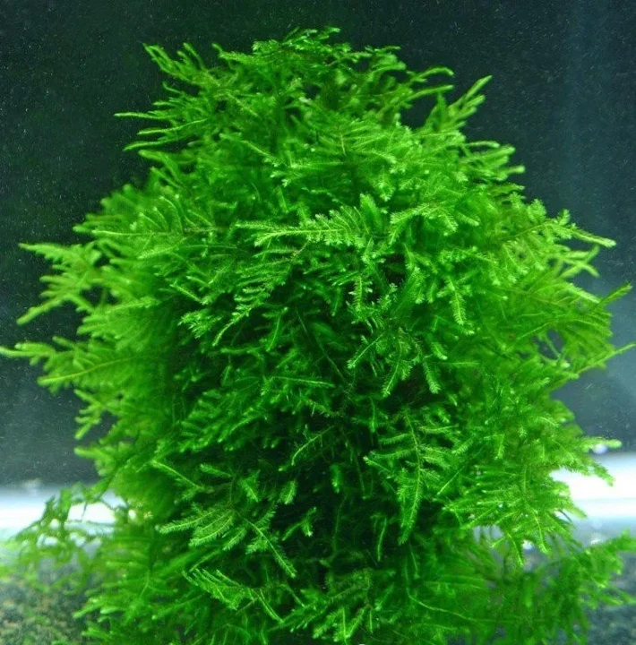 Taxiphyllum sp. "Spiky Moss"