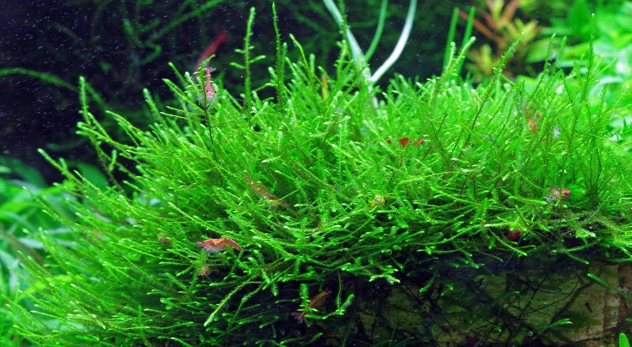 Taxiphyllum taxirameum