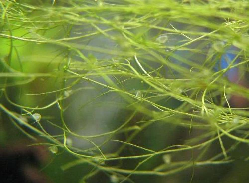 Utricularia gibba