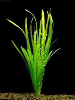 Vallisneria americana