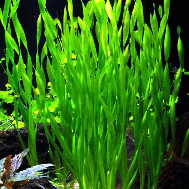 Vallisneria asiatica var. biwaensis