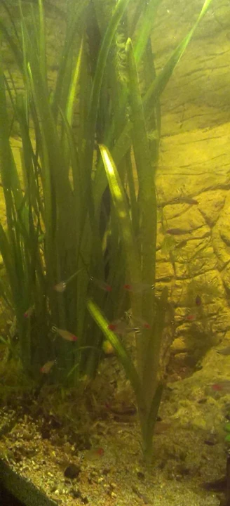 Vallisneria australis