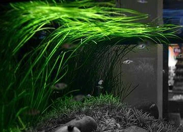 Vallisneria gracilis