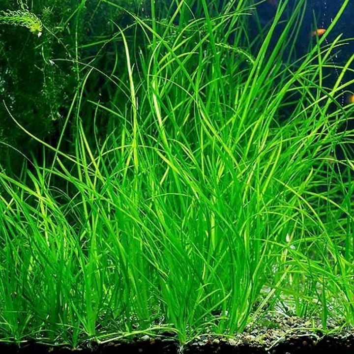 Vallisneria nana "Tiger"