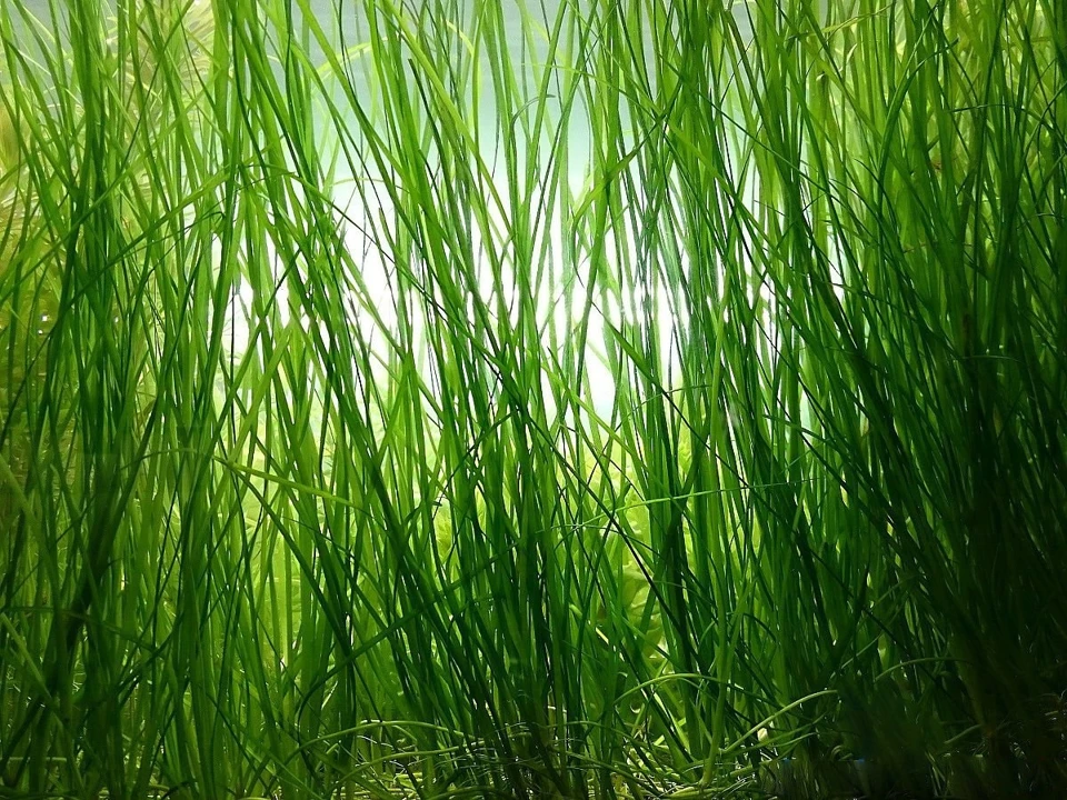 Vallisneria nana "Tiger"