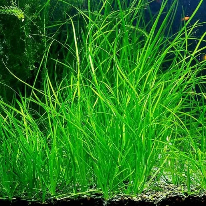 Vallisneria nana "Tiger"