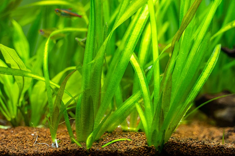Vallisneria natans