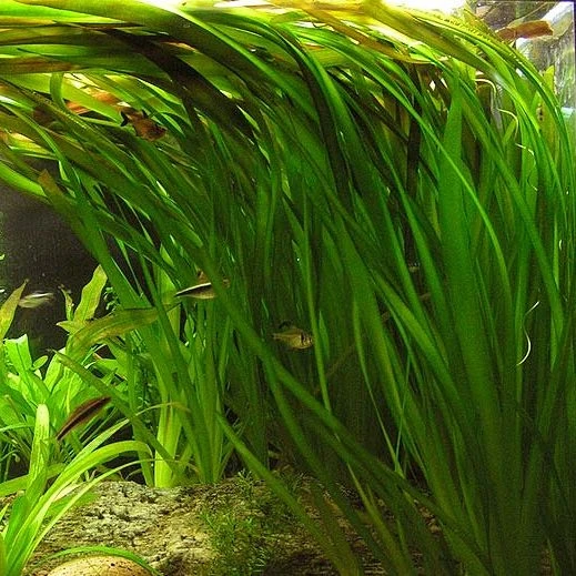 Vallisneria natans