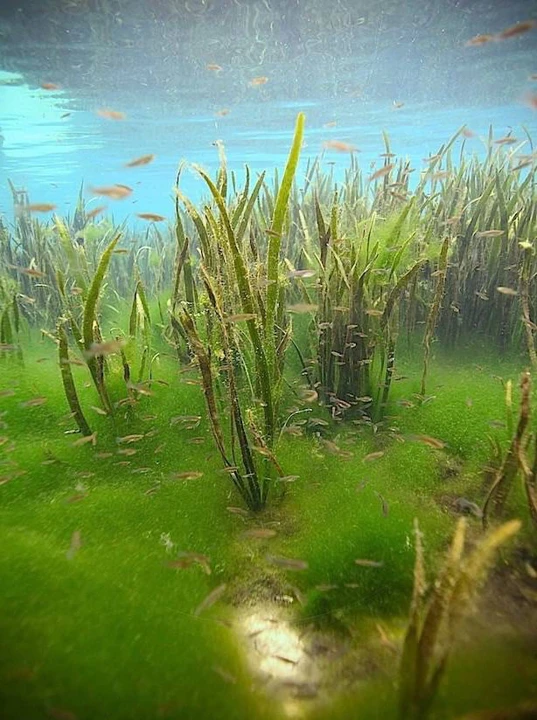 Vallisneria neotropicalis