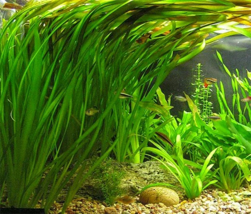 Vallisneria spiralis