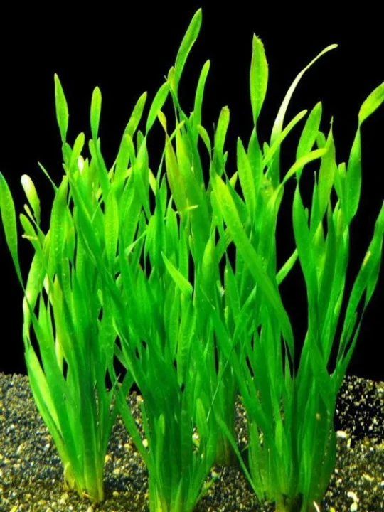 Vallisneria spiralis