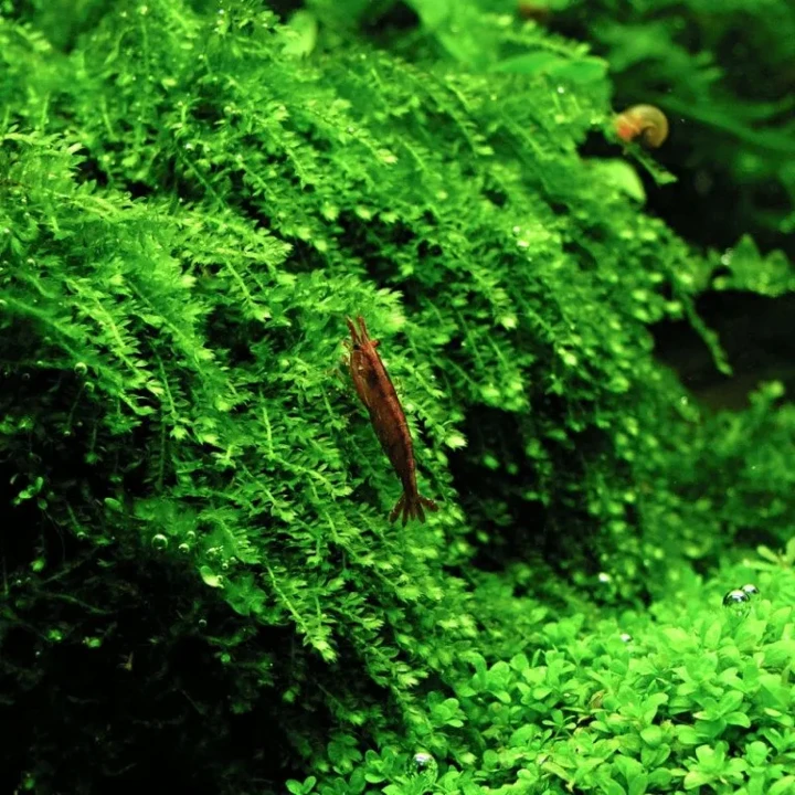 Vesicularia ferriei "Weeping Moss"