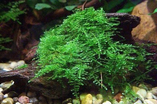 Vesicularia montagnei "Christmas Moss"