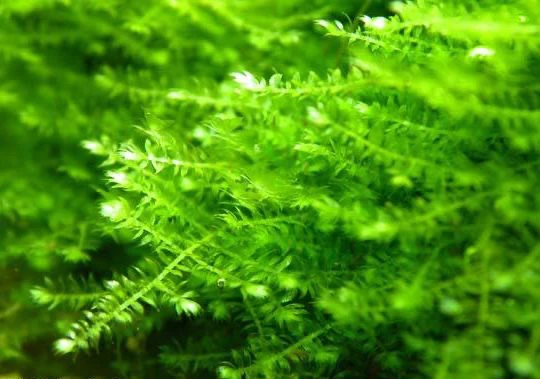Vesicularia sp. "Anchor Moss"