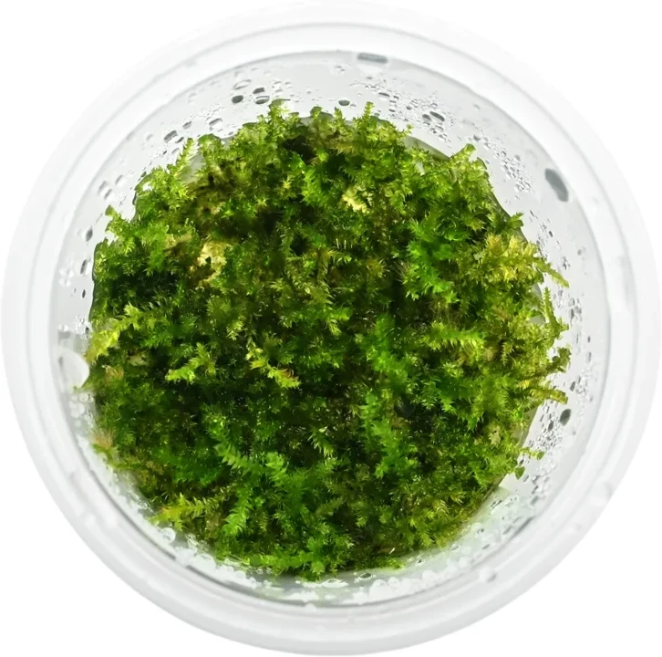 Vesicularia sp. "Mini Christmas Moss"