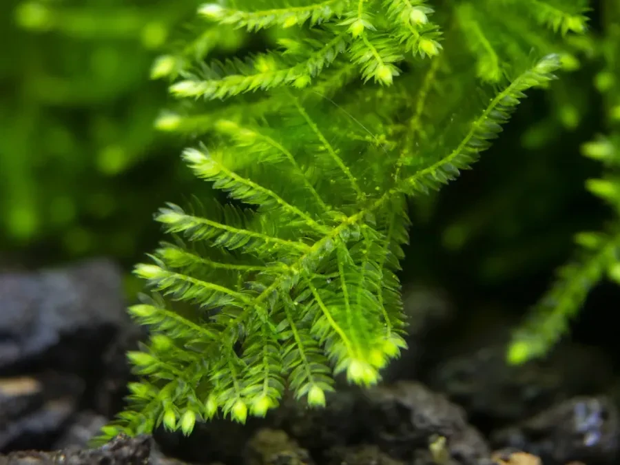 Vesicularia sp. "Mini Christmas Moss"