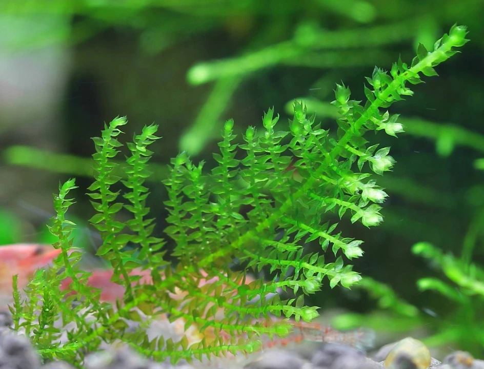 Vesicularia sp. "Triangelmoos" ("Triangle Moss")